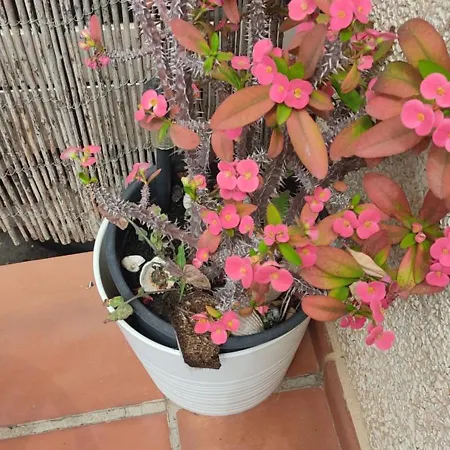 Turistico Florhouse 산루이스데사비닐라스