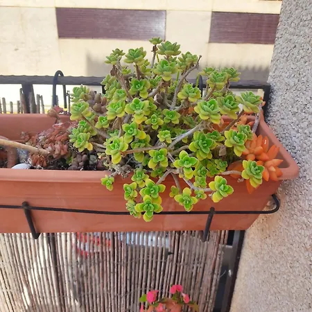 Turistico Florhouse 아파트